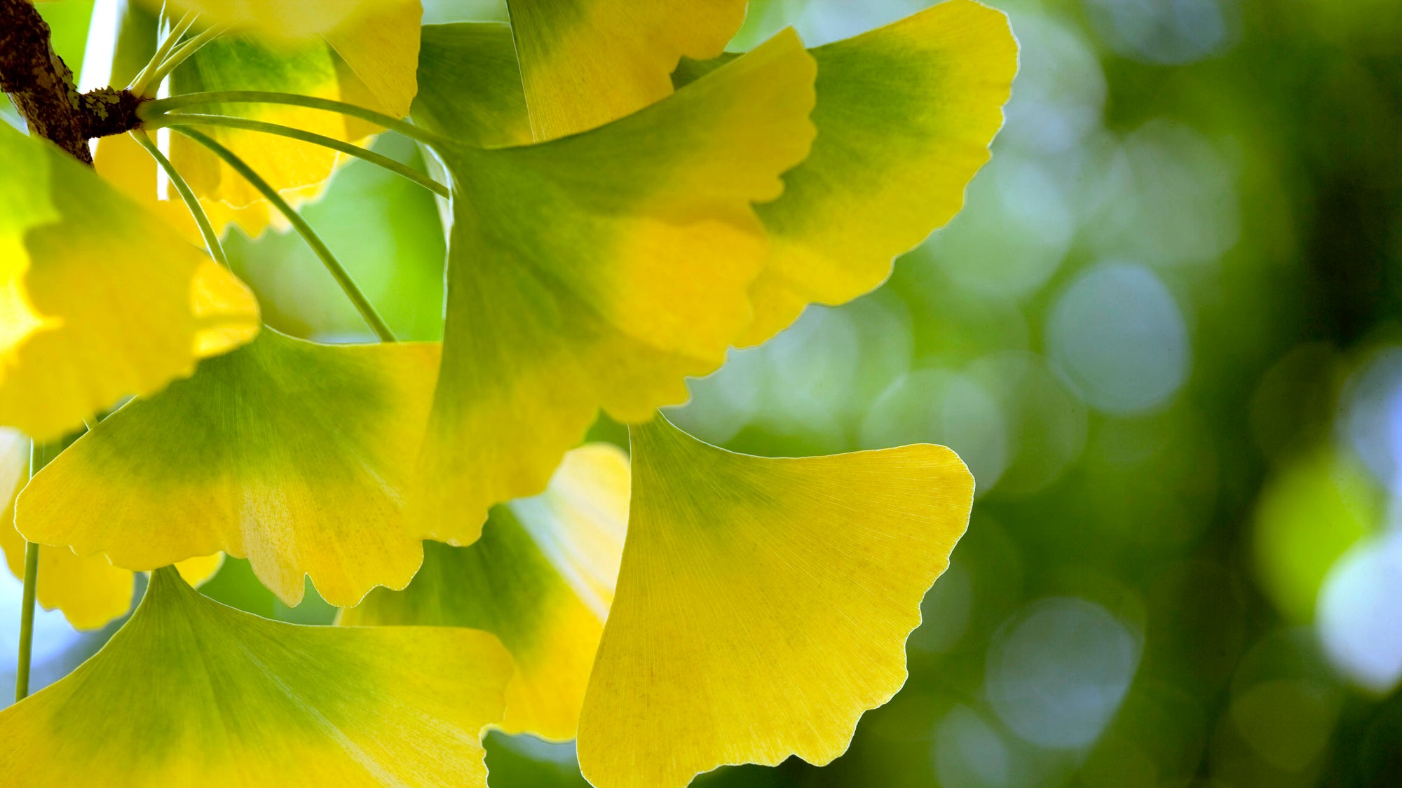 Ginkgo Biloba Trees