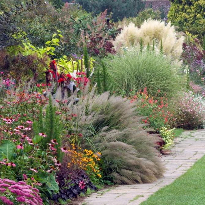 Ornamental Grasses