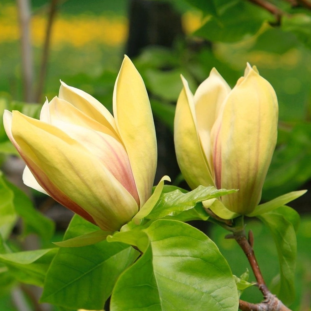 Magnolia Trees