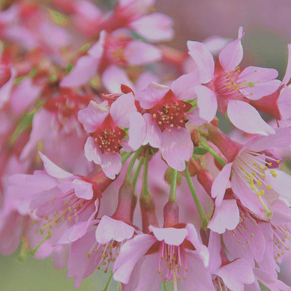 Ornamental Cherry Trees