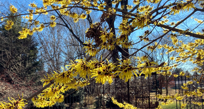 Witch Hazel Trees