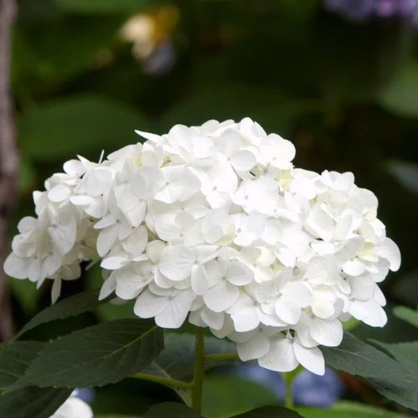 Blushing Bride Endless Summer Hydrangea