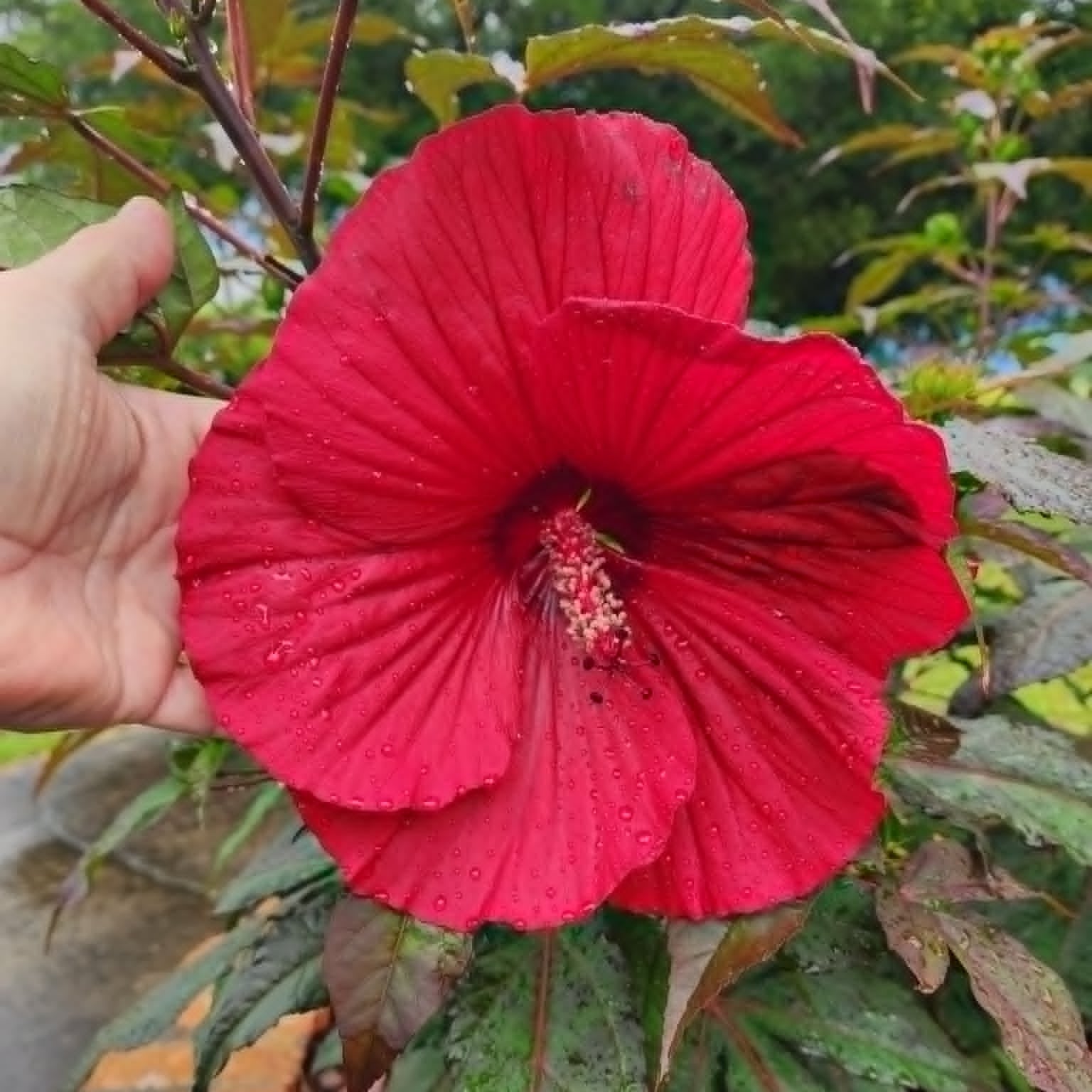 New Blooms Nursery Midnight Marvel Hibiscus Rose Mallow Bloom