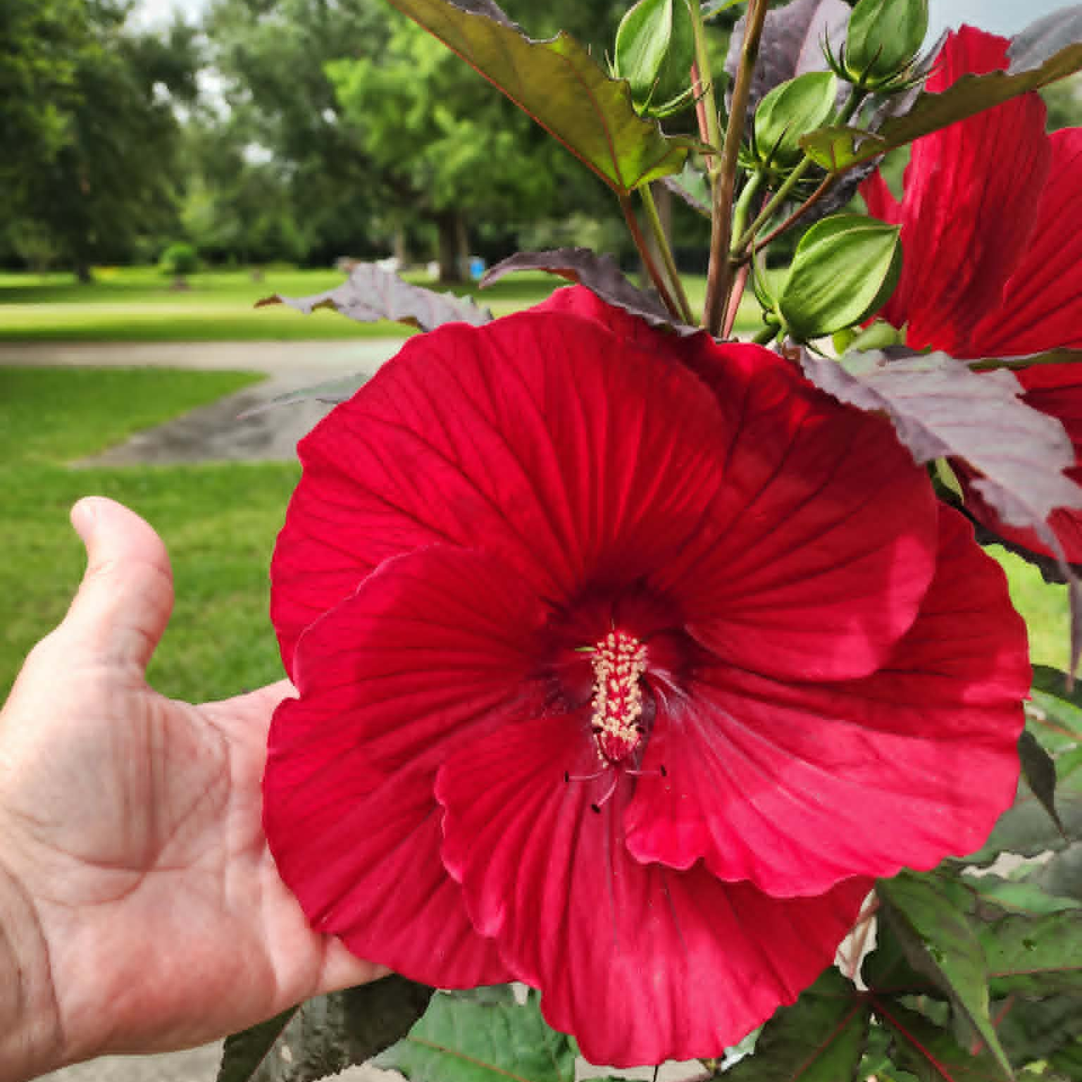 Hibiscus