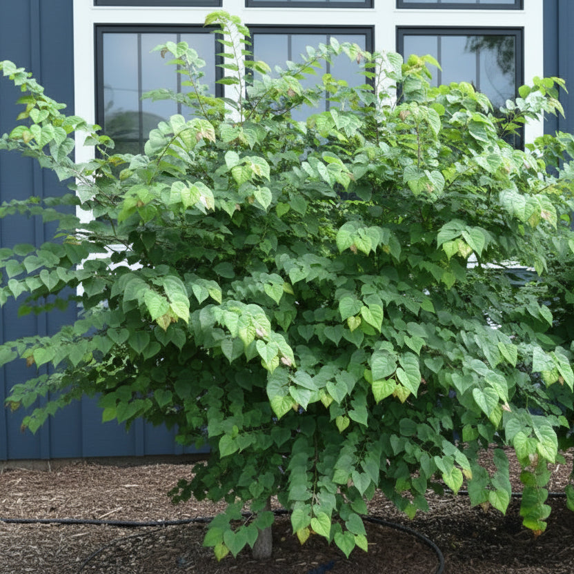 Ace of Hearts Redbud