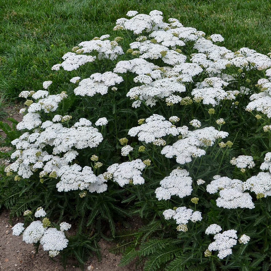 Achillea 'Firefly Diamond' - Yarrow