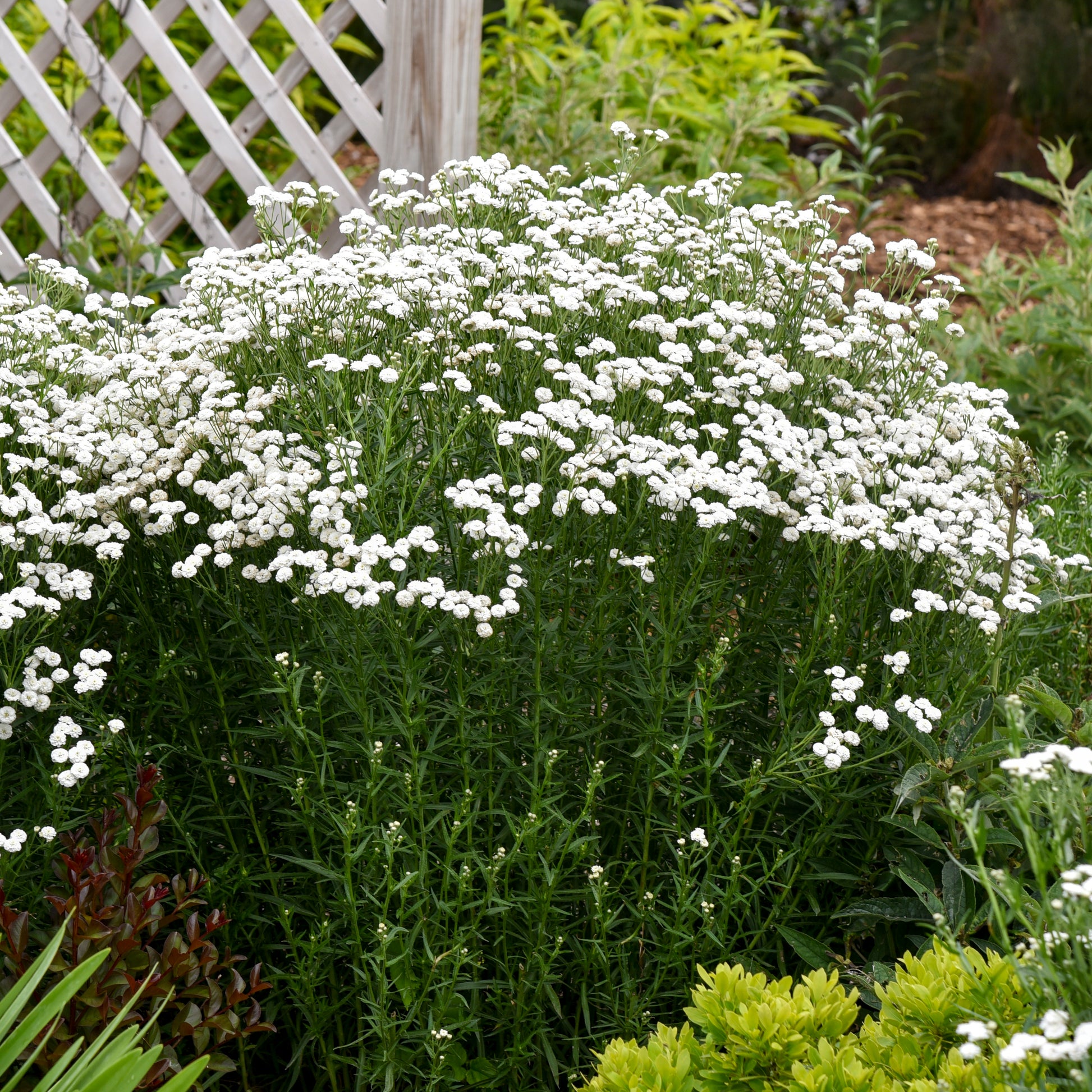 Achillea Yarrow 'Peter Cottontail' 1 Gal. Pot