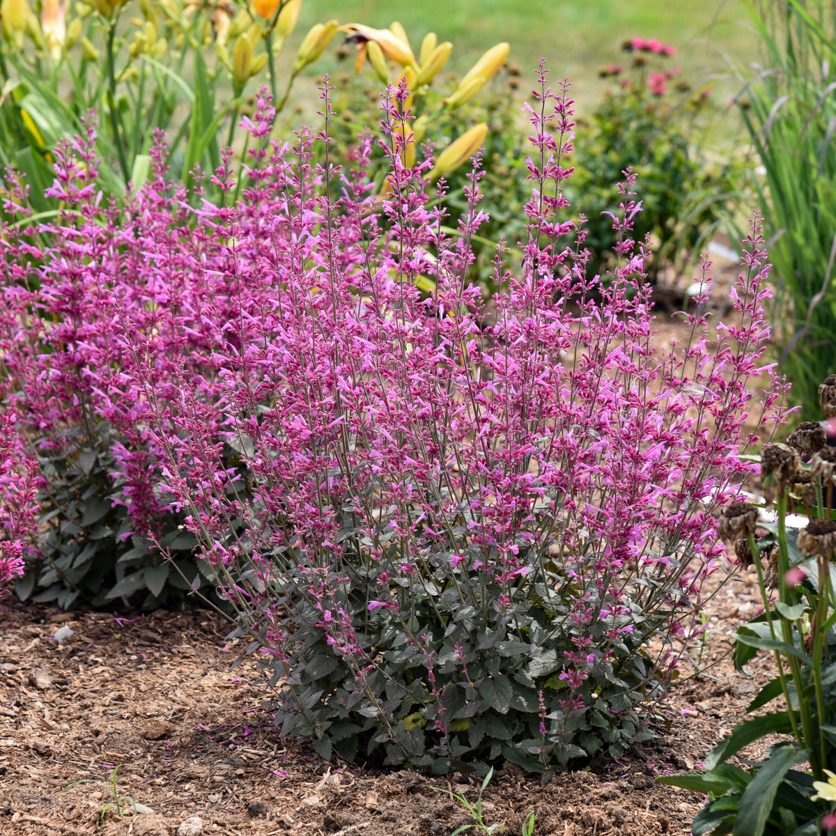 Royal Glamour Raspberry Agastache Royal Raspberry – New Blooms Nursery