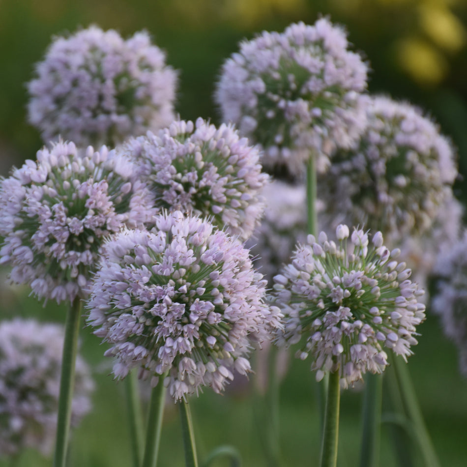 Allium - Bobblehead