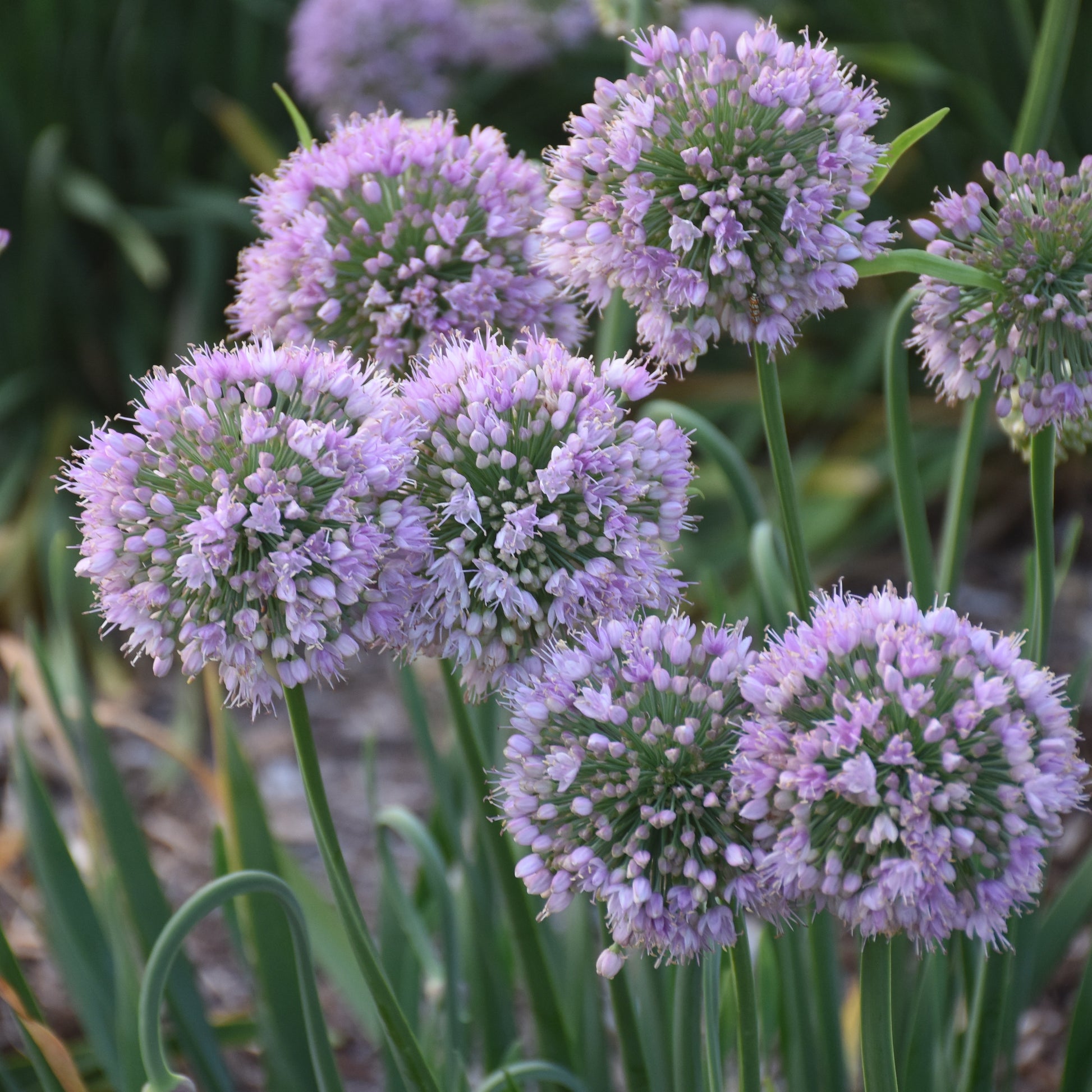 allium lavender bubbles plants Allium