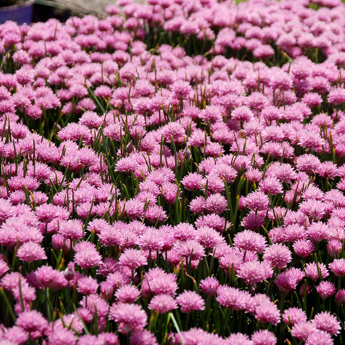 Mass of pink flowers in a field