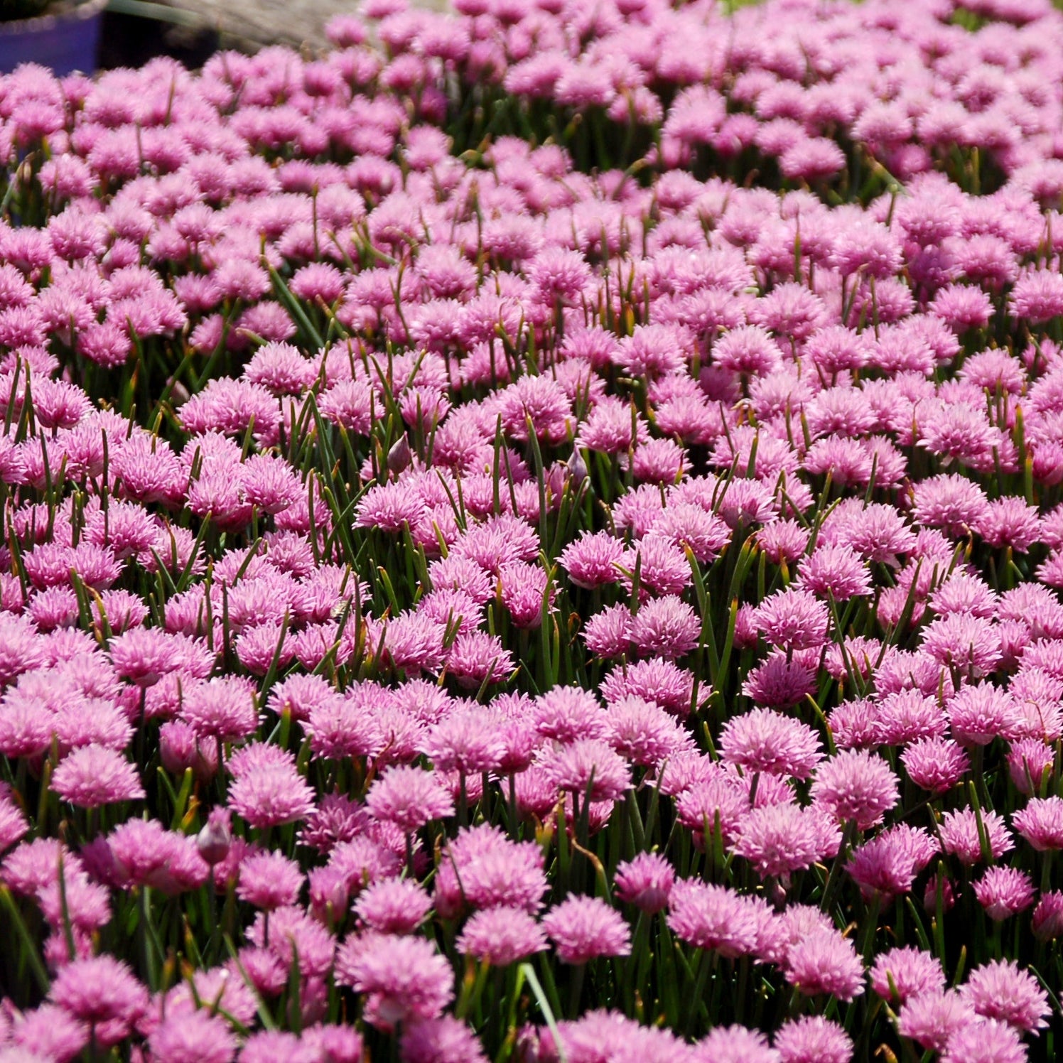 Mass of pink flowers in a field