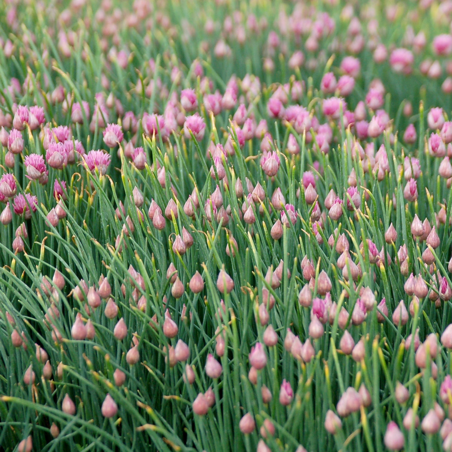Field of pink flowers with green stems