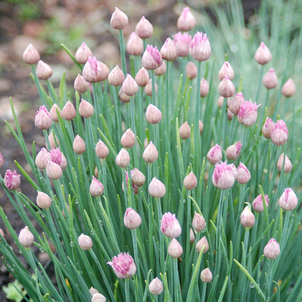 Chive plant with pink buds growing in soil