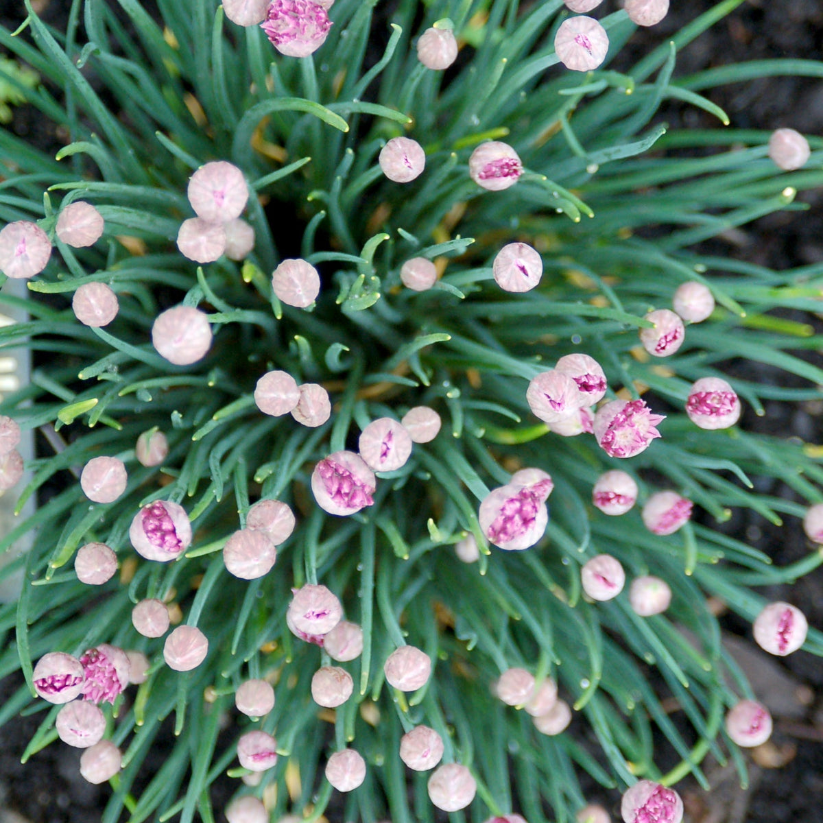 Pink flowers on a green plant with dark soil background