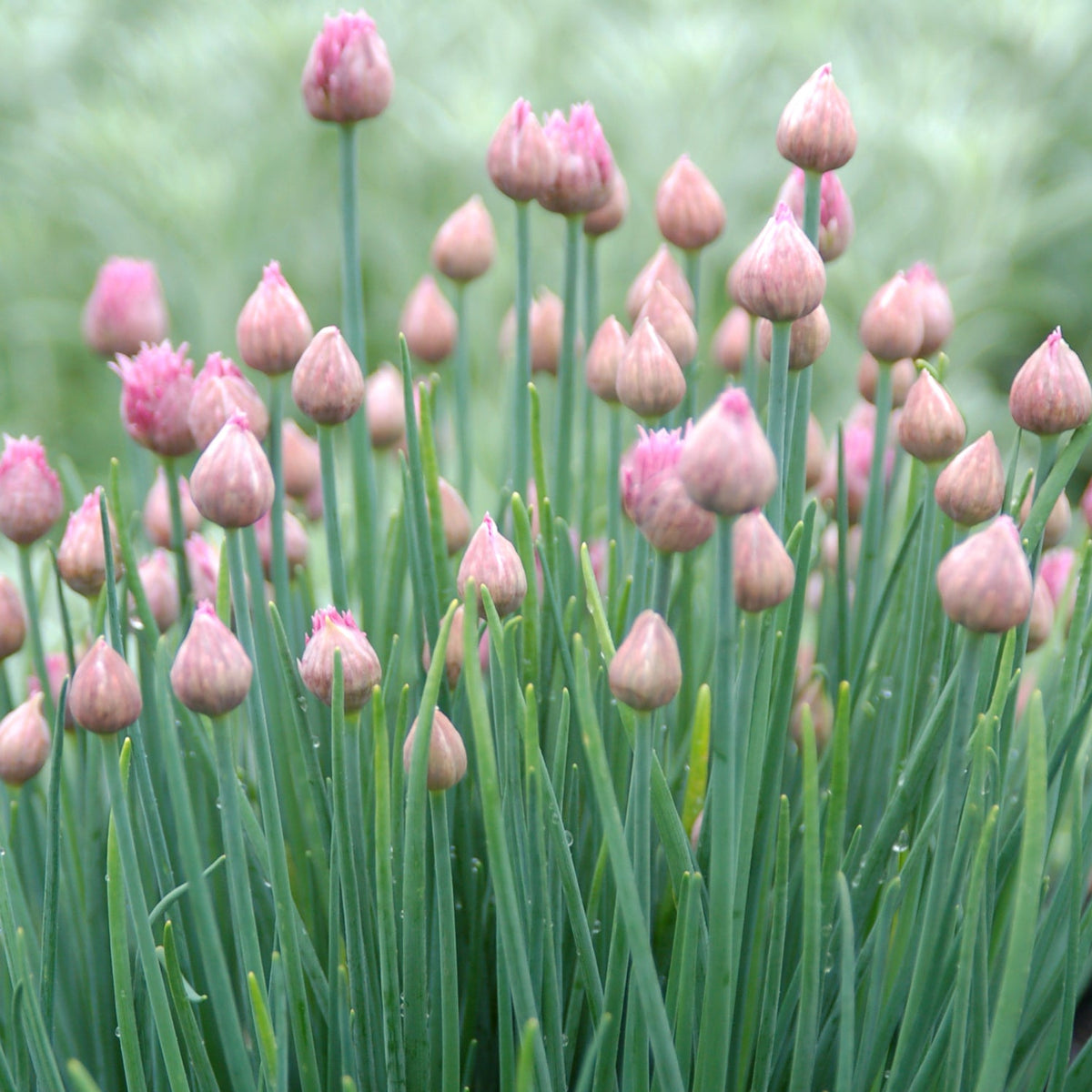 Pink chive flowers with green leaves on a blurred background