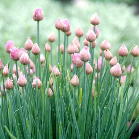 Close-up of chive plants with pink buds against a blurred green background