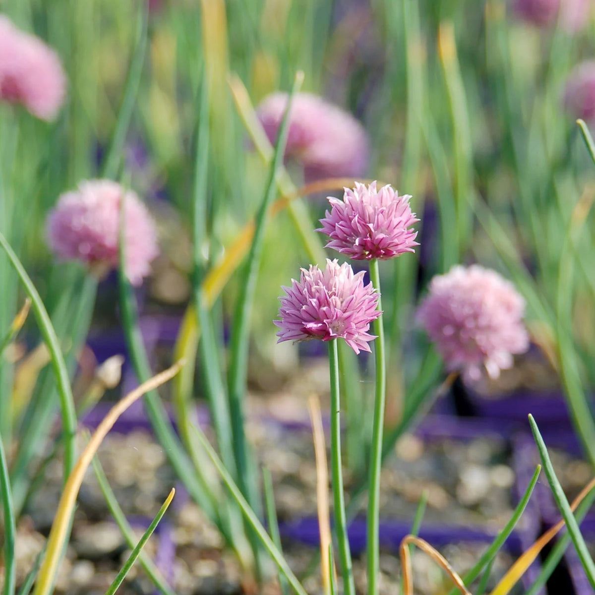Pink flowers in a garden setting with green leaves and purple pots.