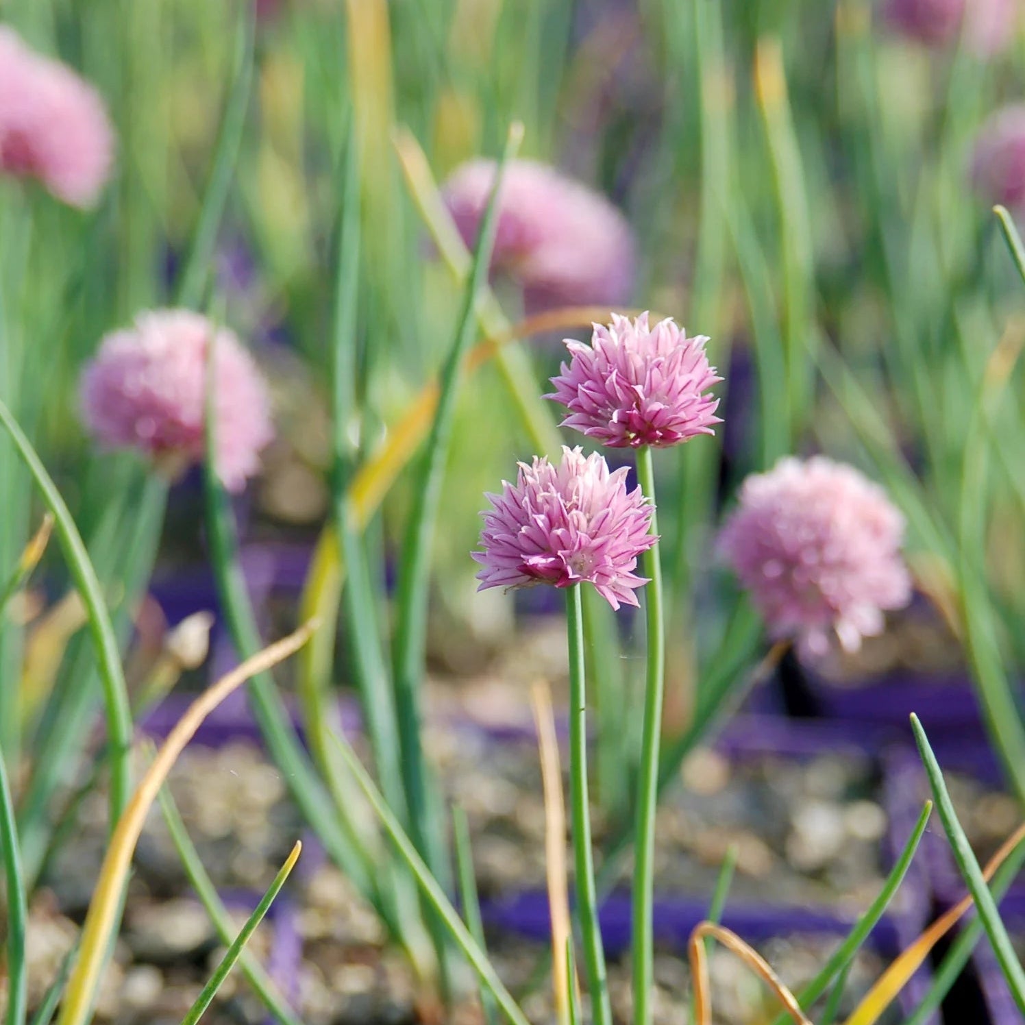 Pink flowers in a garden setting with green leaves and purple pots.