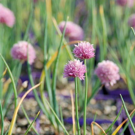 Pink flowers in a garden setting with green leaves and purple pots.