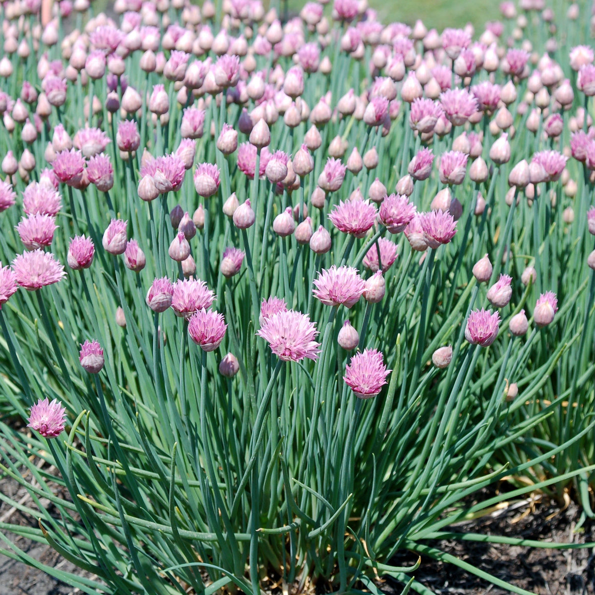 Pink flowers with green stems on a natural background