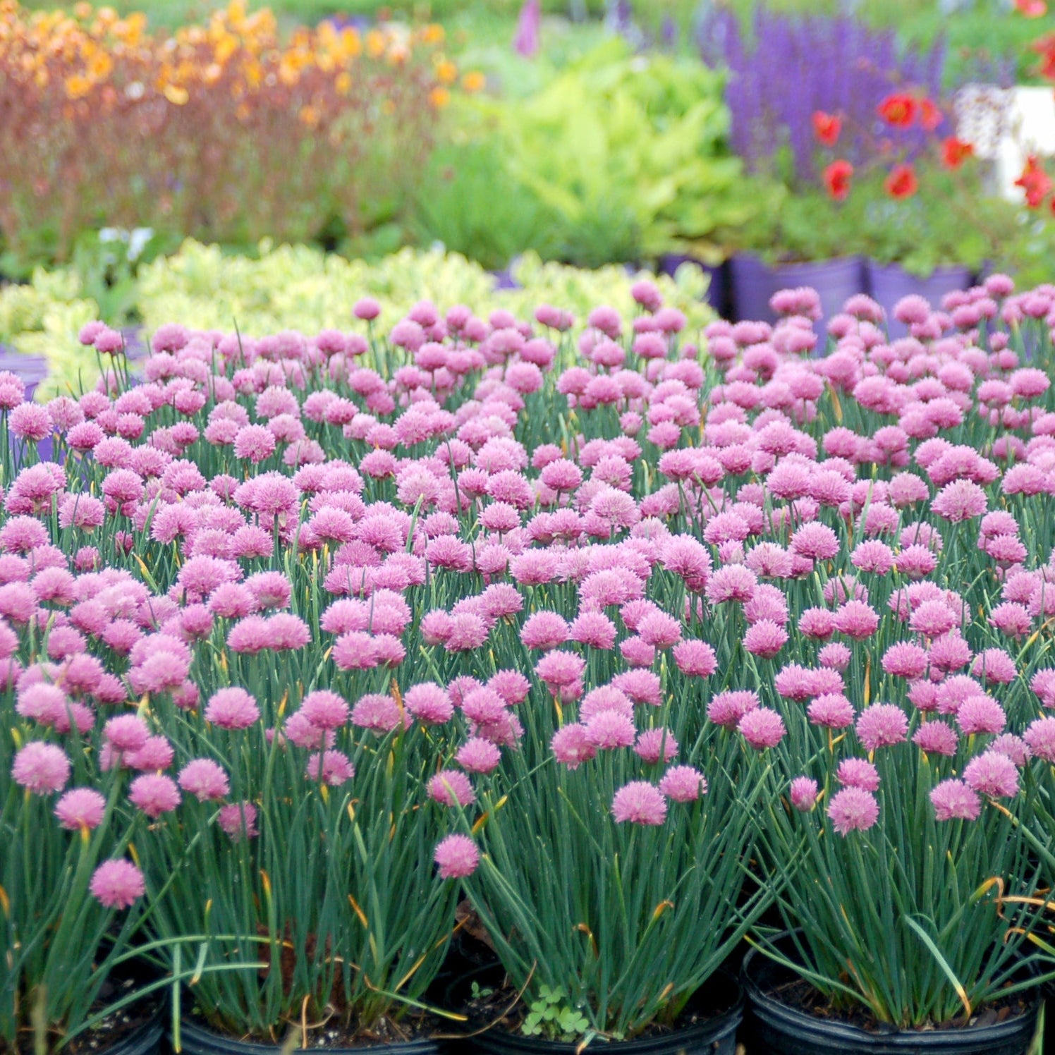 Row of pink flowering plants in pots with a garden background