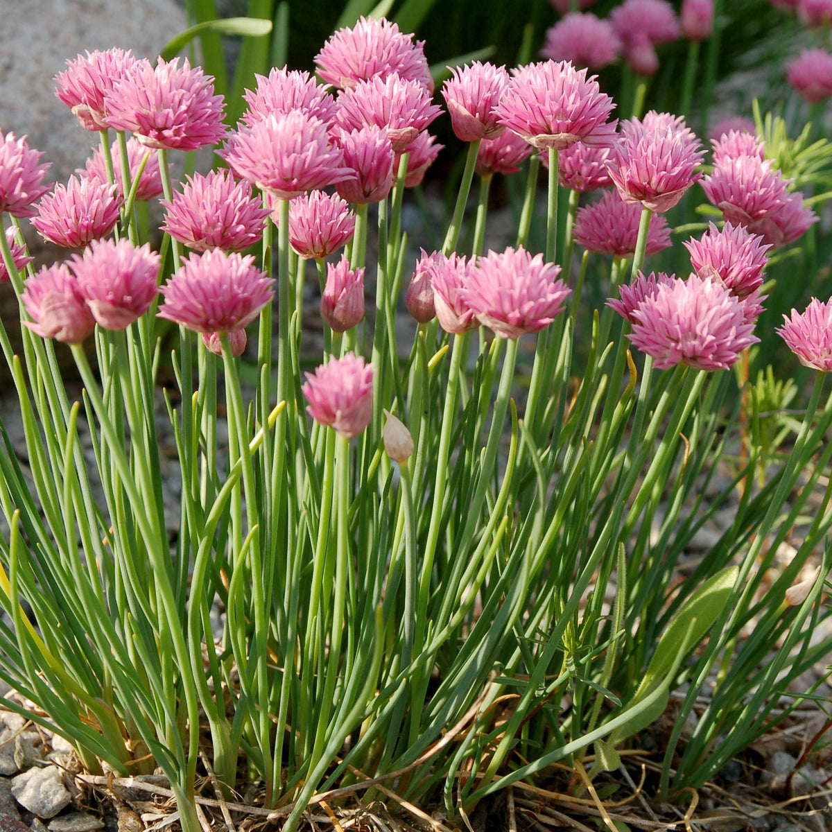 Pink flowers with green stems on a natural ground cover