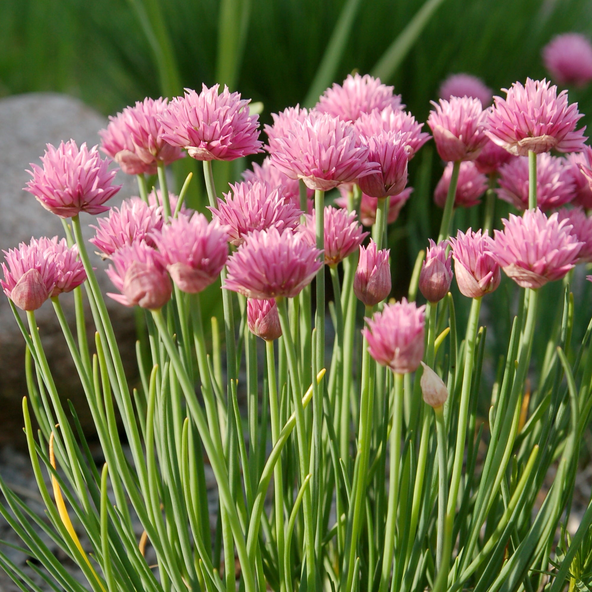 Pink flowers with green stems growing in a natural setting