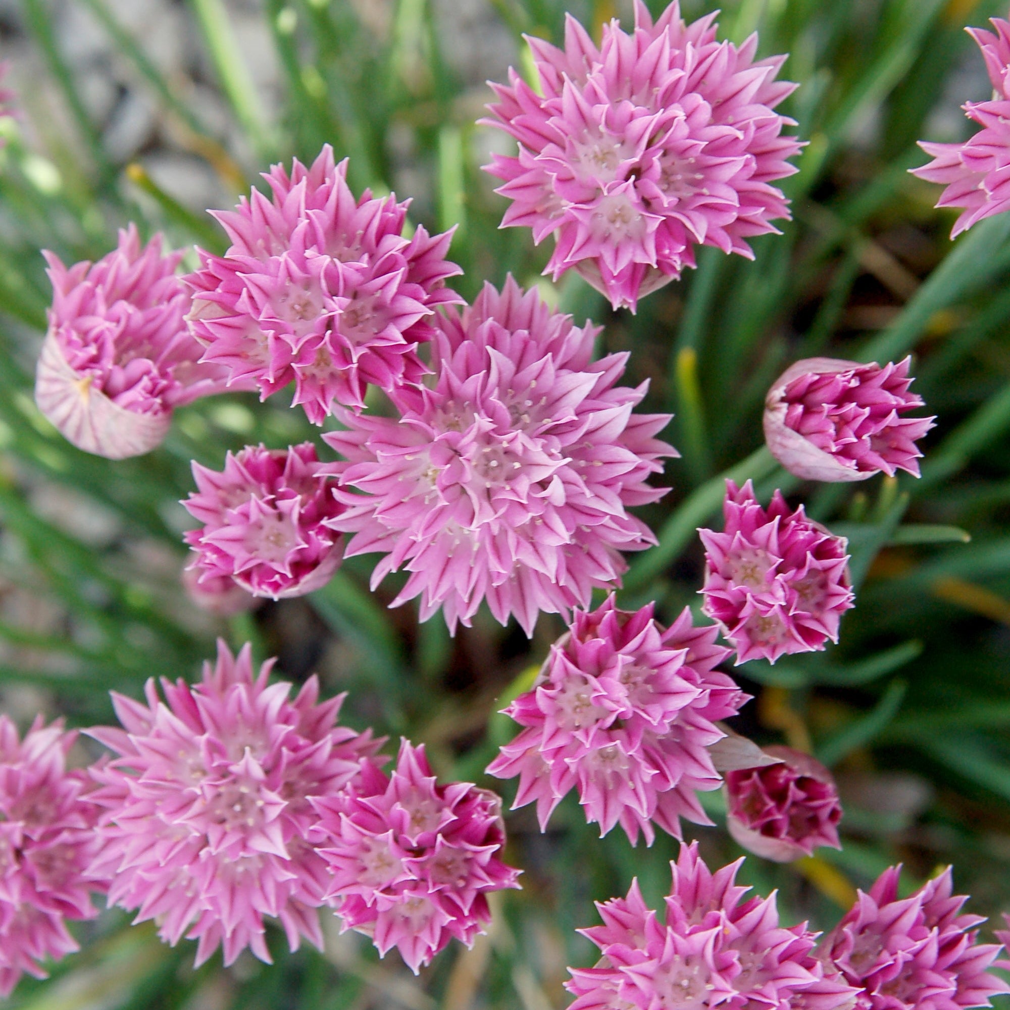 Close-up of pink flowers with green leaves