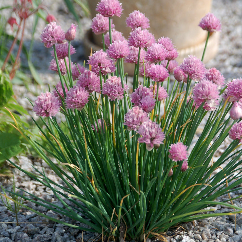 Allium schoenoprasum Rising Star