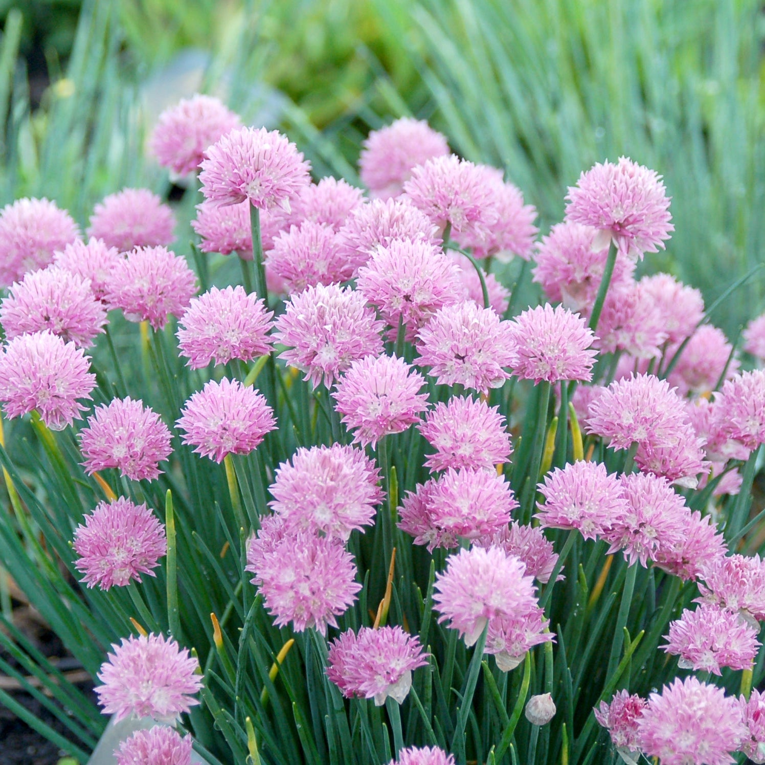 Pink chive flowers in a garden setting