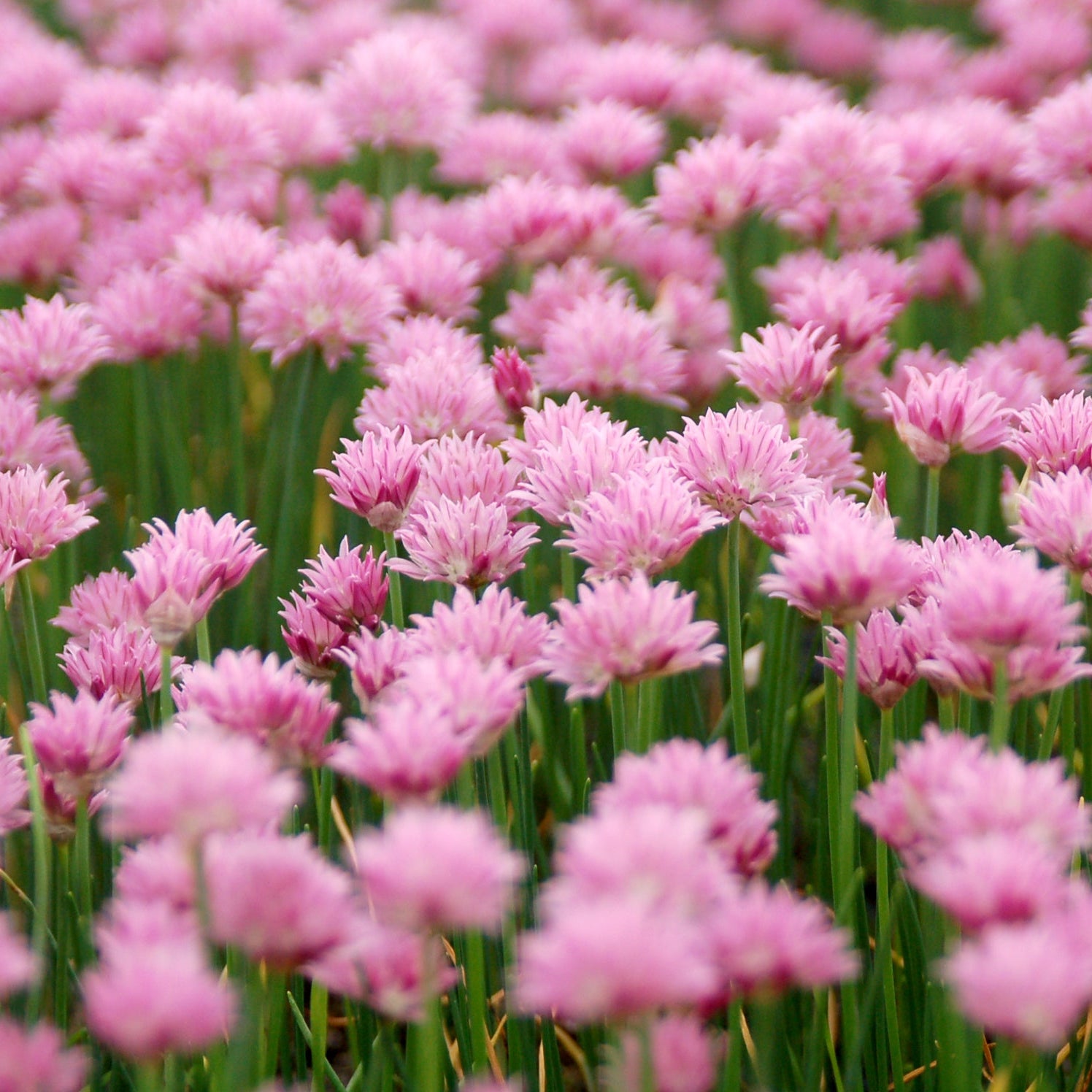 Field of pink flowers with green stems