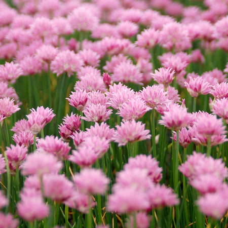 Field of pink flowers with green stems