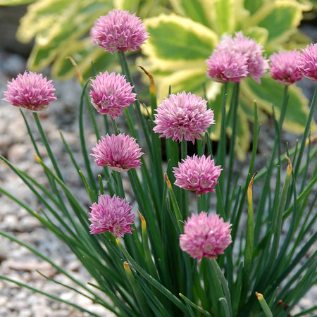 Pink flowers with green leaves on a gravel surface