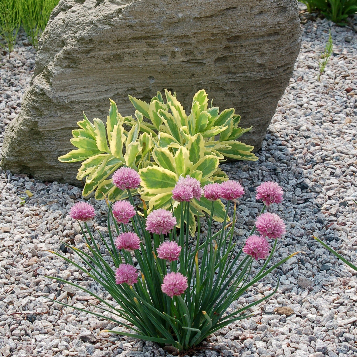 Pink flowering plant in front of a large rock on a gravel surface