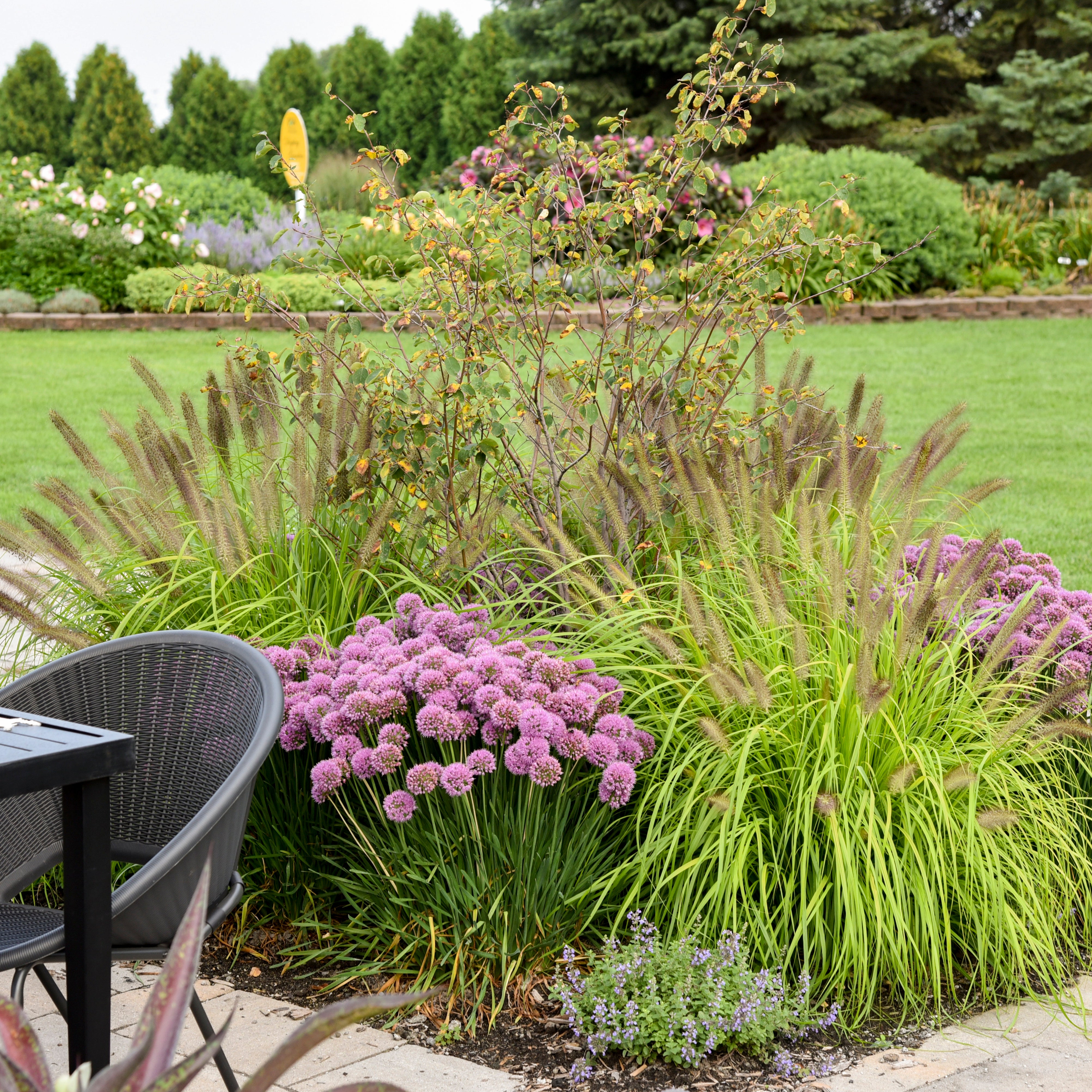 allium ☆ Purple Sensation Allium - PreOrder – Watters Garden Center