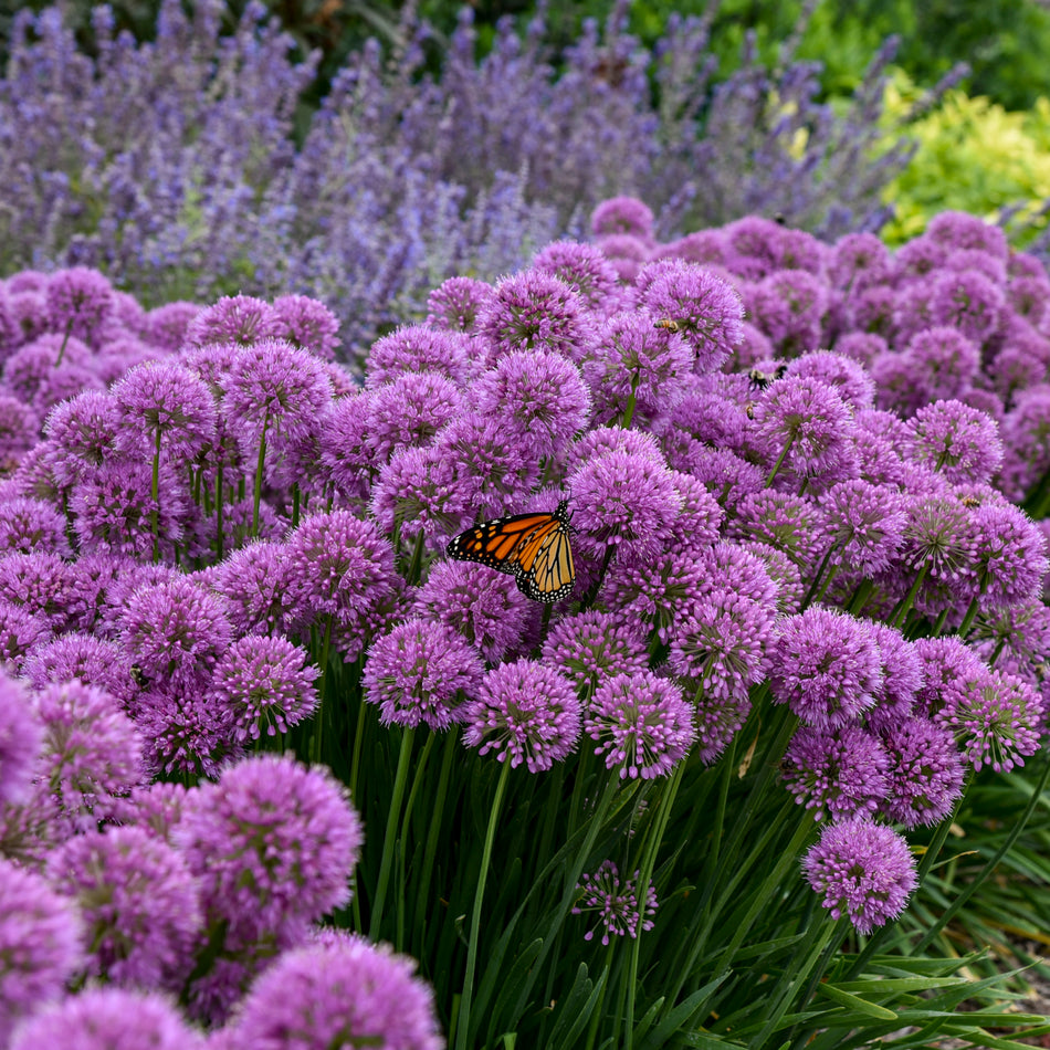 Allium - Serendipity