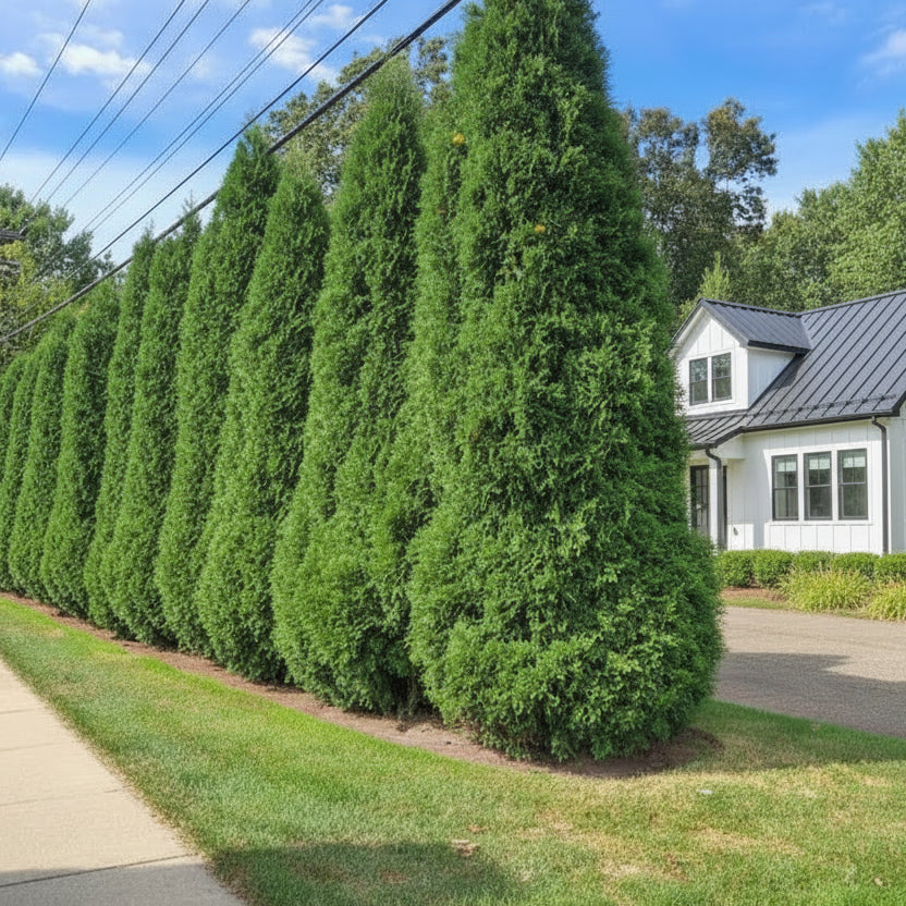 American Pilar Privacy fence 