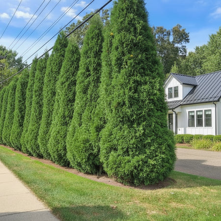 American Pilar Privacy fence 