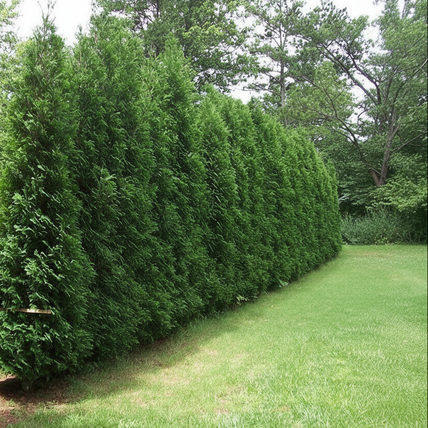 American Pillar Arborvitae - Thuja – New Blooms Nursery