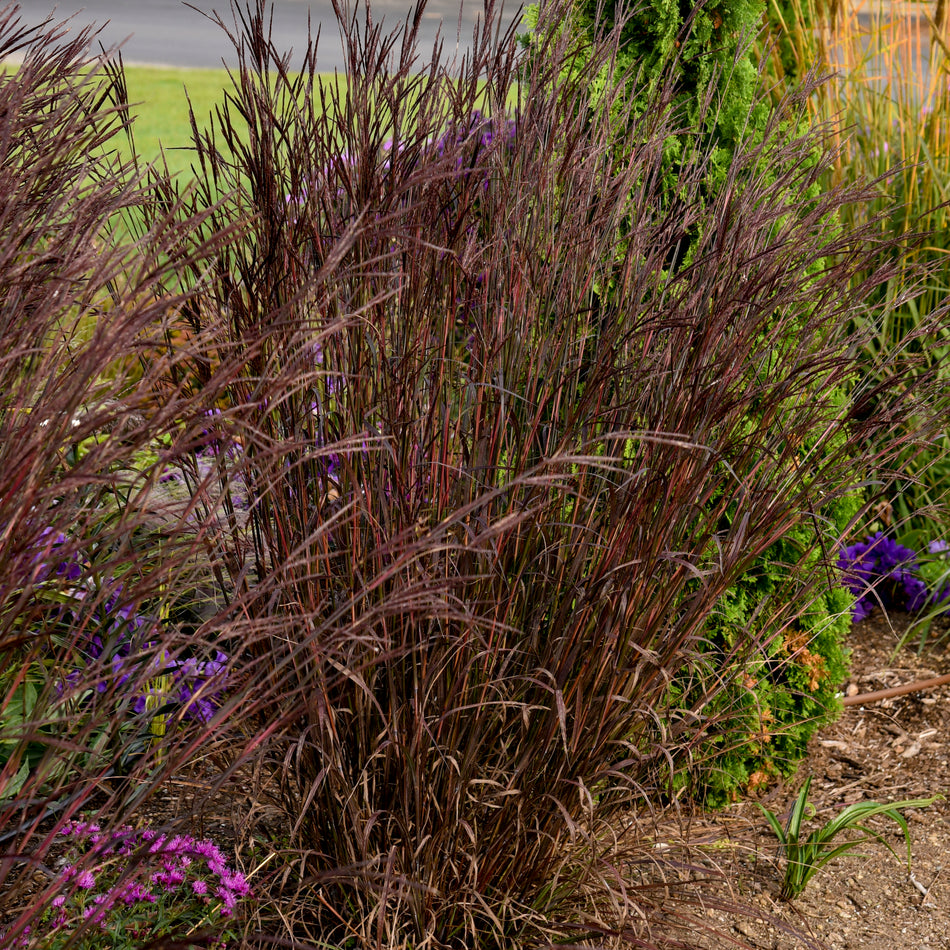 Andropogon gerardii 'Blackhawks' Big Bluestem