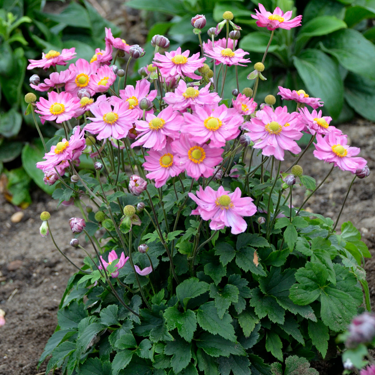 専用♩ 横長仕切りがま口 forest wave × anemone ピンク Anemone 'Curtain Call Pink' - Wind Flower – New Blooms Nursery