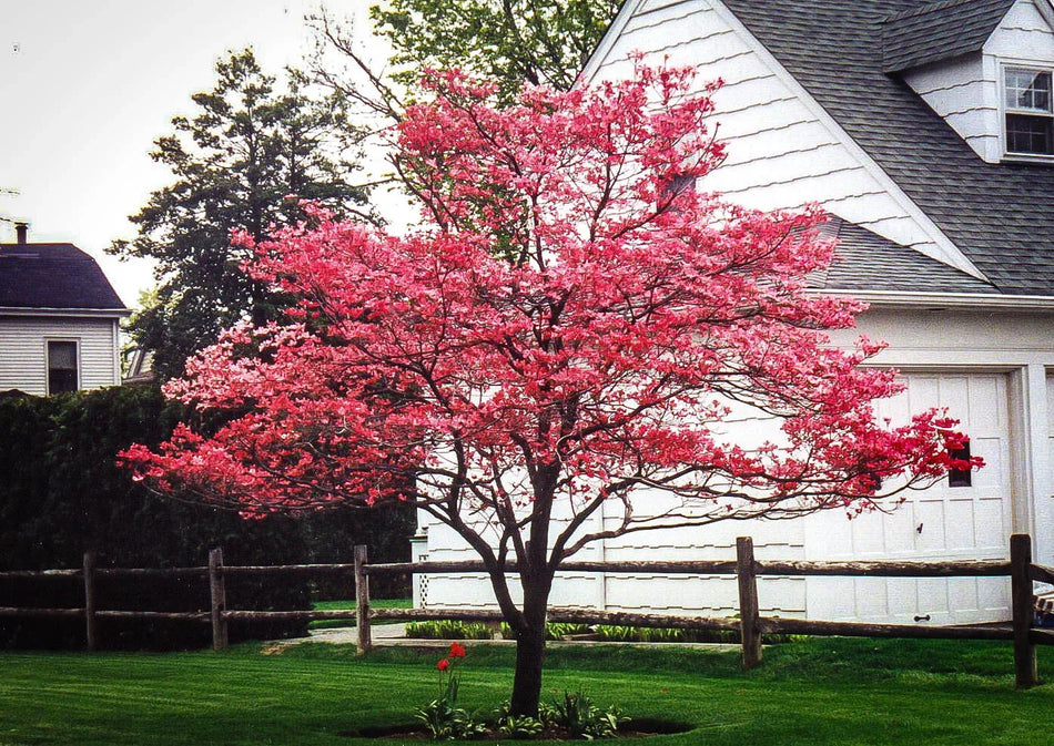 Apache Red® Flowering Dogwood