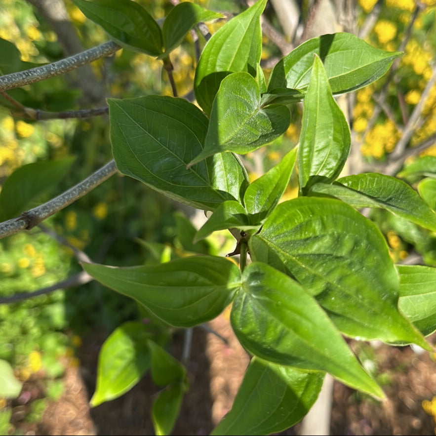 Appalachian Joy Leaves