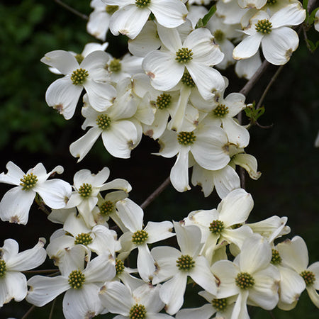 Appalachian Spring  Dogwood Flowers