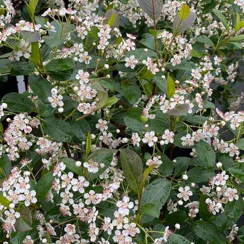 Close-up of Aronia Low Scape Snowfire with white flowers and green leaves