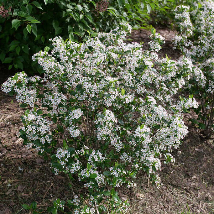 Aronia Low Scape Snowfire with white flowers in a natural setting