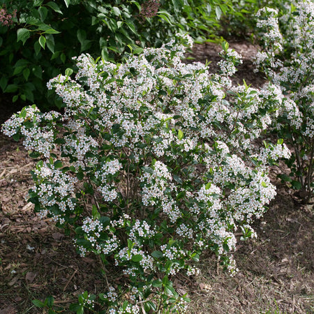 Aronia Low Scape Snowfire with white flowers in a natural setting