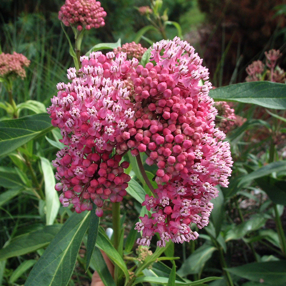 Asclepias incarnata Cinderella