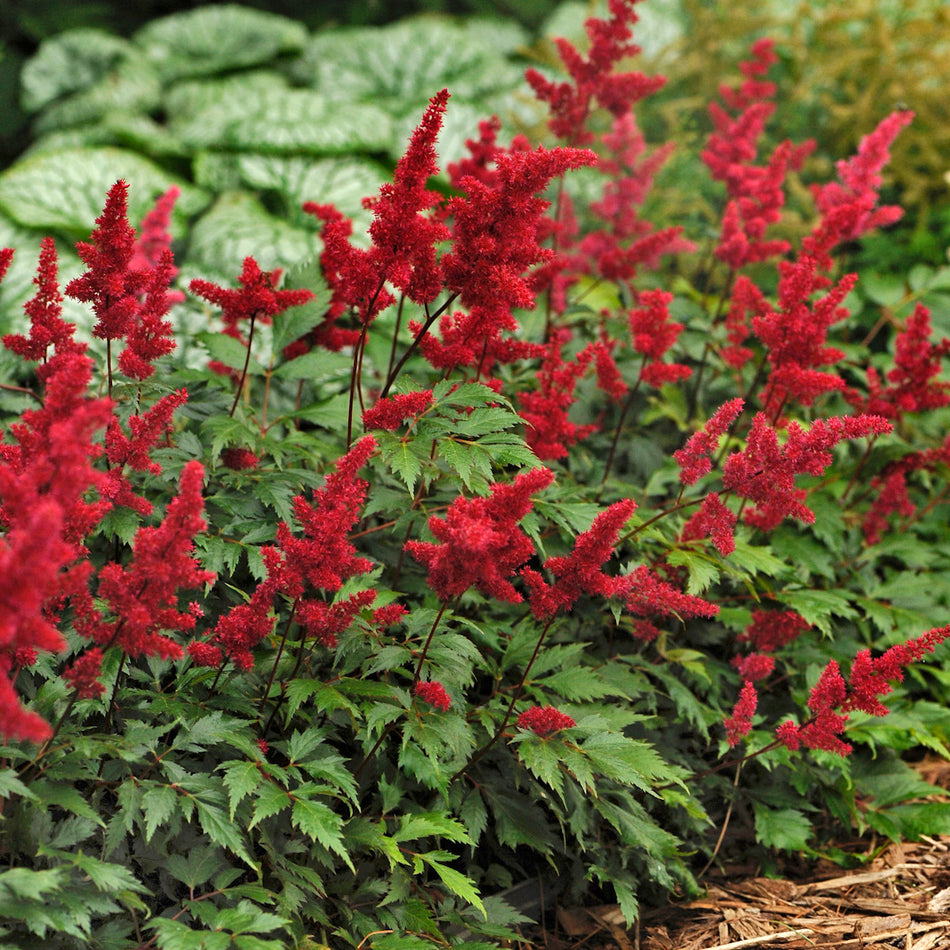 Astilbe 'Fanal' - Hybrid Astilbe